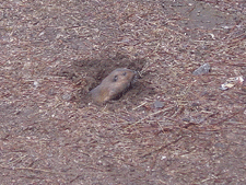 Tyler finds a gopher.