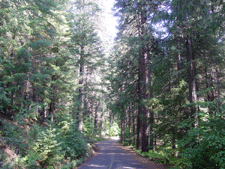 Road to the campsites.