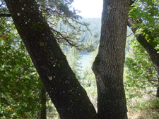 Lake behind the trees...