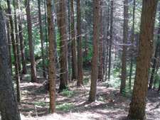 The trail to the lake.