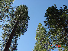 View of the trees from our site.