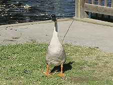 A friendly duck.