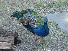 Peacock in our campsite.