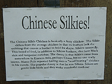 Chinese Silkies
