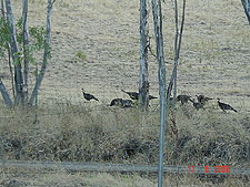 Wild turkeys at the campground.