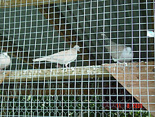 More birds on display at the camground.