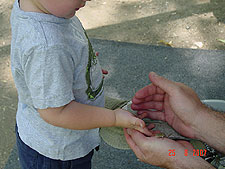 Dave catches a baby lizzard for Hunter.