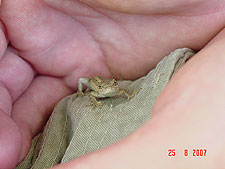 Baby lizzard