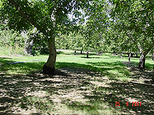 The orchard at the end of the trail. 