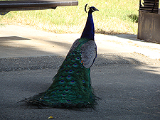 Peakcock in our campsite.