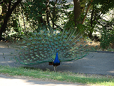 A Peakcock in full show.