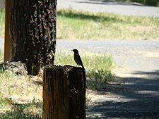 Bluebird on a post.