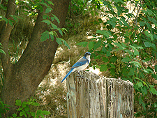 Bluebird on a post.