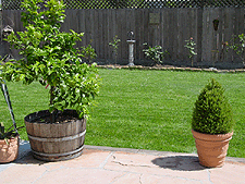 Another view of roses and border.