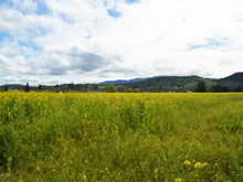 mustard fields
