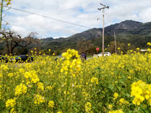 mustard fields