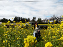 mustard fields