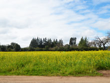 mustard fields