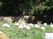 Flamingos