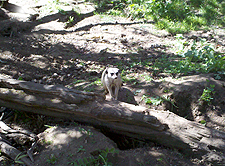Meerkat