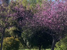 Pear Blossom Park