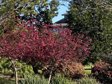 Pear Blossom Park