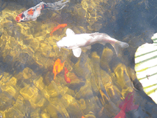 White koi.