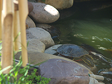 new turtle, July 2010