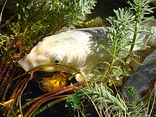 fish, July 2010