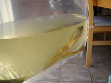 3 new bullfrog tadpoles, July 2010