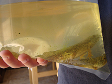 3 new bullfrog tadpoles, July 2010