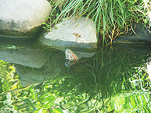 One of the new turtles