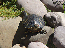 New turtle basking in the sun