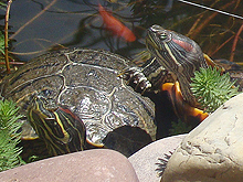 Shelly and one of her new friends.