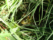 Bullfrog hiding in the grass.