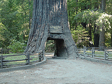 Chandelier Drive Thru Tree