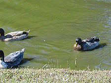 Ducks join in...