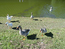 Coming on dry land asking for food...