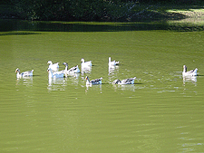 Lots of geese.