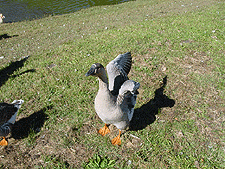 An agitated goose.