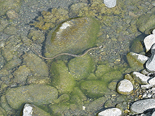 Water snake.