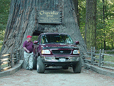 Did Ken's truck really fit through that tree?