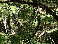 Cool branches and vines