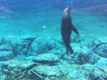 Six Flags Discovery Kingdom