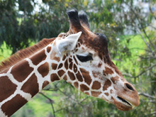 Six Flags Discovery Kingdom