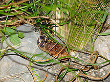Gopher snake