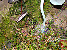 This explains the snake hole we always see by the pond...