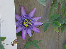Passion Flower