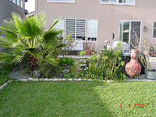 Palm tree behind the pond.