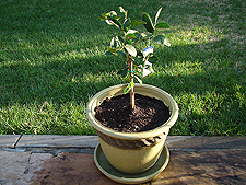 New lime tree